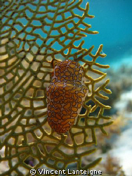 This is a flamingo tongue shot in Turks and Caicos while ... by Vincent Lanteigne 